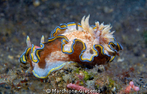 Nudy
Nikon D200, 60 micro, twin strobo
Lembeh 2010 by Marchione Giacomo 